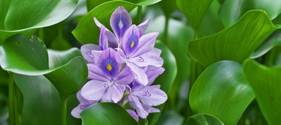How does the water hyacinth effect the native plants?