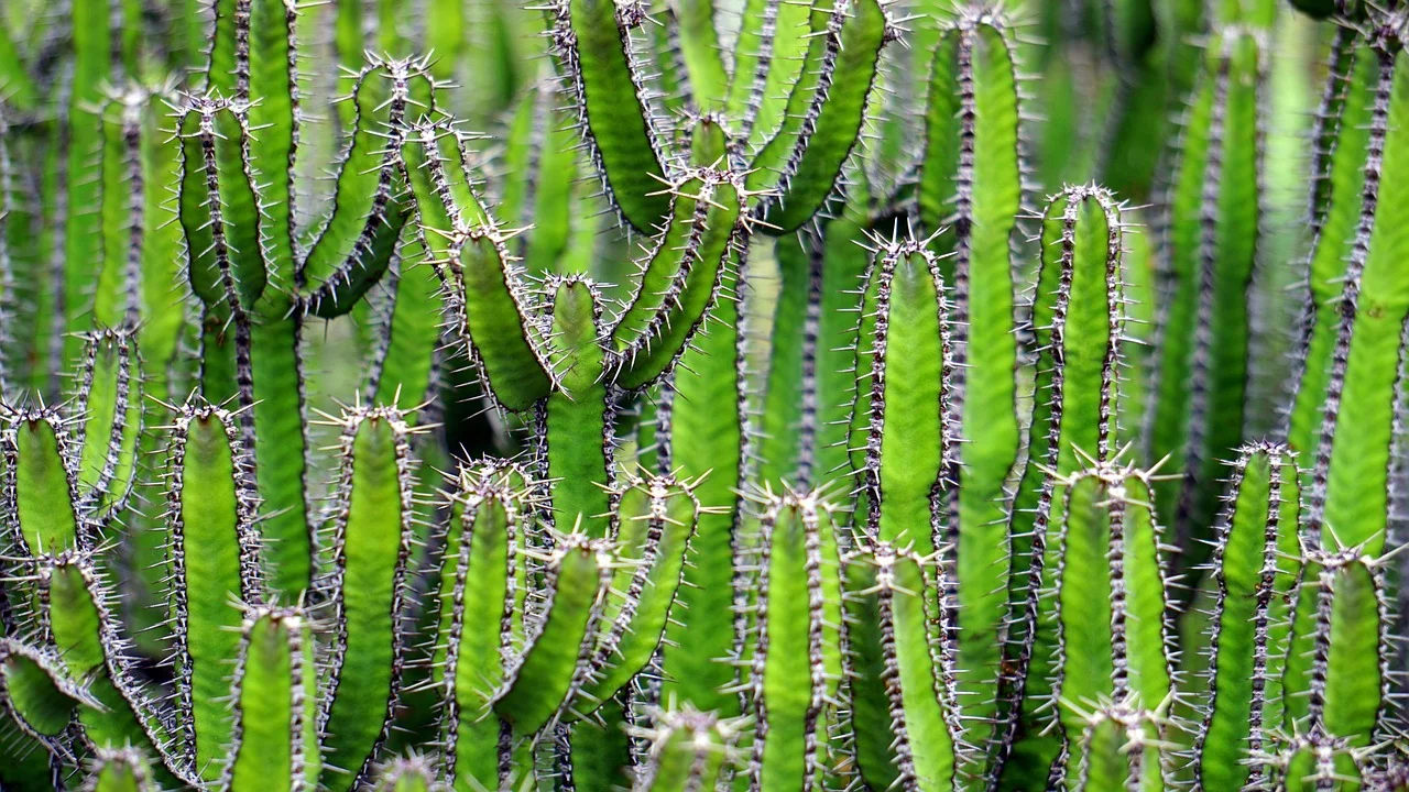 The Defensive World of Spiny Plants?