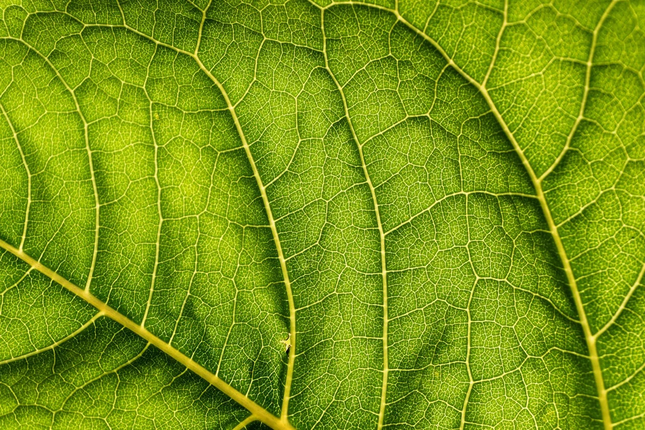 The Miracle of Photosynthesis: How Plants Harness Sunlight for Life
