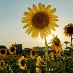 What Is Photosynthesis: Nature’s Energy Transformation