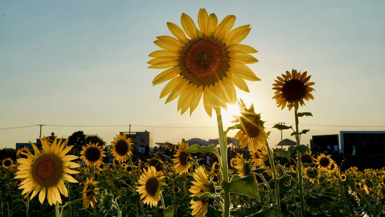 What Is Photosynthesis: Nature’s Energy Transformation