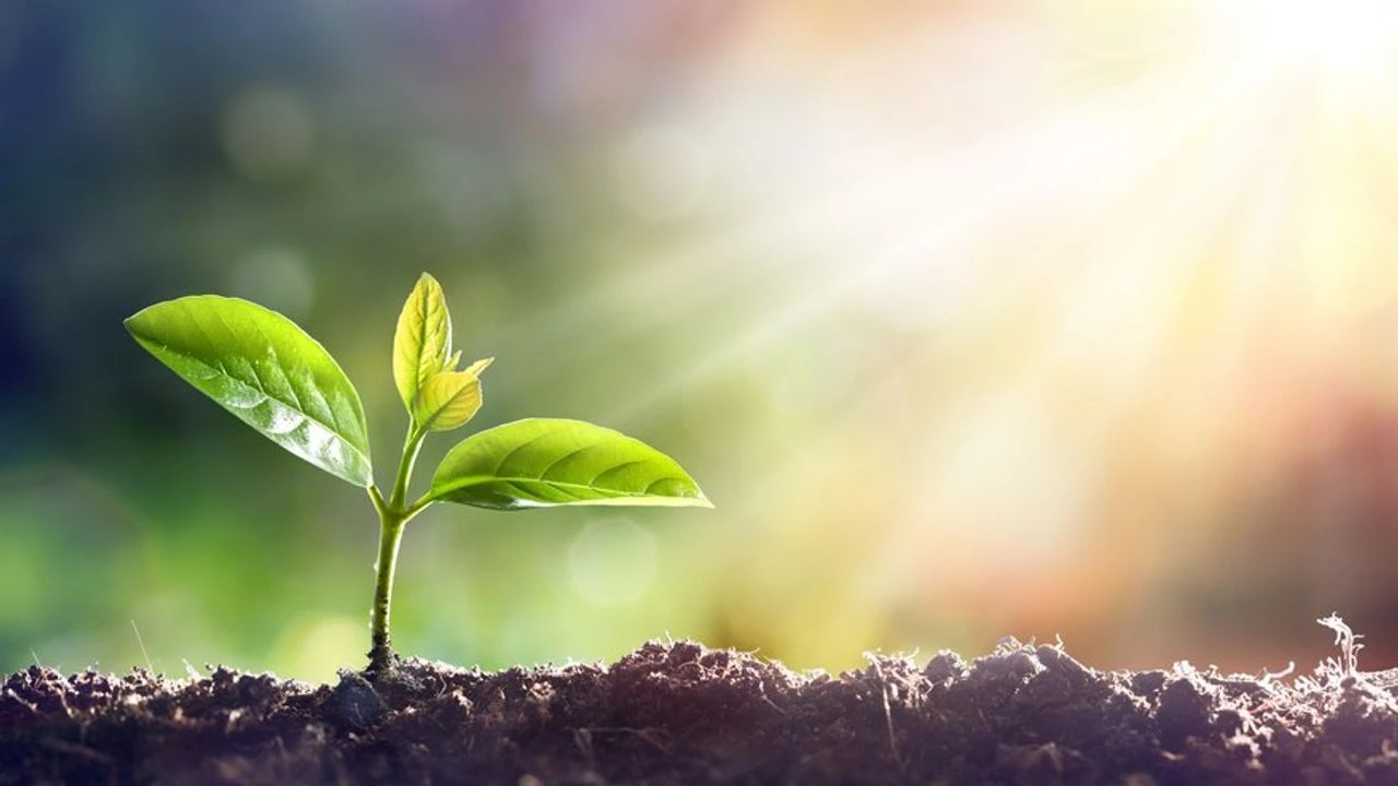 What is Photosynthesis and Why is It Vital for Life?